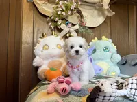 Girl 1, a female Maltipoo and Maltese for sale in Ridgecrest, CA – Photo 1 of 4