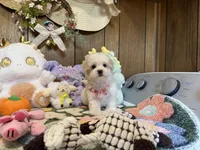Girl 1, a female Maltipoo and Maltese for sale in Ridgecrest, CA – Photo 3 of 4