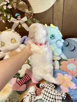 Girl 1, a female Maltipoo and Maltese for sale in Ridgecrest, CA – Photo 4 of 4