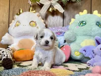Teacup Boy, a male Maltipoo for sale in Ridgecrest, CA – Photo 2 of 3