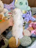 Teacup Boy, a male Maltipoo for sale in Ridgecrest, CA – Photo 3 of 3