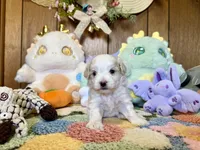 Girl 2, a male Maltipoo for sale in Ridgecrest, CA – Photo 2 of 3