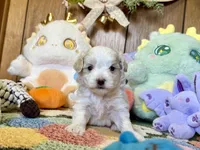 Girl 2, a male Maltipoo for sale in Ridgecrest, CA – Photo 1 of 3