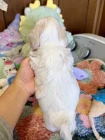 Girl 2, a male Maltipoo for sale in Ridgecrest, CA – Photo 3 of 3