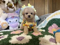 Maltipoo Duke, a male Maltipoo for sale in Ridgecrest, CA – 3 of 4