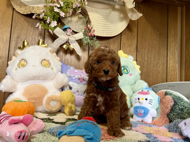 Boy 3, a male Poodle - Toy  for sale in Ridgecrest, CA – Photo 1 of 3