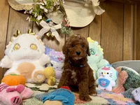Boy 3, a male Poodle - Toy  for sale in Ridgecrest, CA – Photo 1 of 3