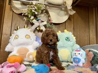 Boy 3, a male Poodle - Toy  for sale in Ridgecrest, CA – Photo 2 of 3