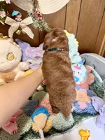 Boy 3, a male Poodle - Toy  for sale in Ridgecrest, CA – Photo 3 of 3