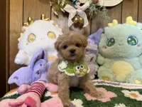 Maltipoo Teacup Bruno , a male Maltipoo for sale in Ridgecrest, CA – 2 of 4