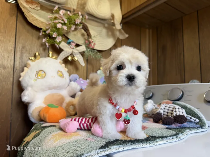 Girl 2 – Maltipoo, Maltese puppy for sale in Ridgecrest, CA