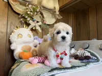 Girl 2, a female Maltipoo and Maltese for sale in Ridgecrest, CA – Photo 1 of 4