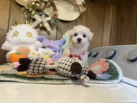 Girl 2, a female Maltipoo and Maltese for sale in Ridgecrest, CA – Photo 3 of 4