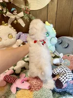 Girl 2, a female Maltipoo and Maltese for sale in Ridgecrest, CA – Photo 4 of 4