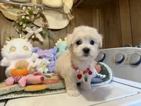 Girl 2, a female Maltipoo and Maltese for sale in Ridgecrest, CA – Photo 2 of 4