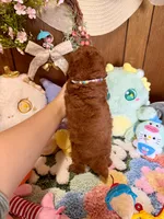 Boy1, a male Poodle - Toy  for sale in Ridgecrest, CA – Photo 3 of 3