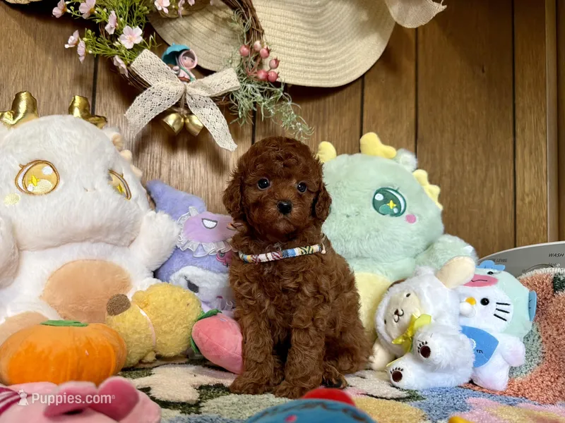 Boy1, a male Poodle - Toy  for sale in Ridgecrest, CA – Photo 1 of 3