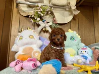 Boy1, a male Poodle - Toy  for sale in Ridgecrest, CA – Photo 2 of 3