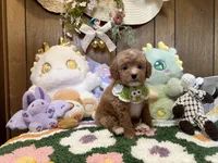 Poodle Boy 1, a male Poodle - Toy  for sale in Ridgecrest, CA – 1 of 4