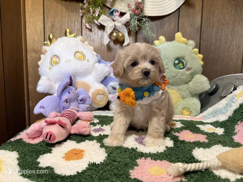 Maltipoo Buddy – Maltipoo puppy for sale in Ridgecrest, CA