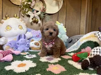 Bella, a female Maltipoo and Poodle - Toy  for sale in Ridgecrest, CA – 2 of 4