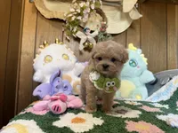 Maltipoo Teacup Bruno , a male Maltipoo for sale in Ridgecrest, CA – 3 of 4