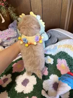 Maltipoo Duke, a male Maltipoo for sale in Ridgecrest, CA – 4 of 4