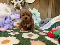 Bella, a female Maltipoo and Poodle - Toy  for sale in Ridgecrest, CA – 3 of 4