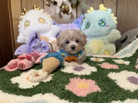 Maltipoo Buddy, a male Maltipoo for sale in Ridgecrest, CA – 3 of 4