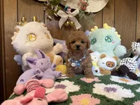Milo, a male Maltipoo and Poodle - Toy  for sale in Ridgecrest, CA – 2 of 4