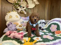 Poodle Boy 2, a male Poodle - Toy  for sale in Ridgecrest, CA – 3 of 4
