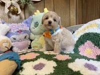 Maltipoo Buddy, a male Maltipoo for sale in Ridgecrest, CA – 4 of 4
