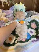 Maltipoo Buddy, a male Maltipoo for sale in Ridgecrest, CA – 2 of 4
