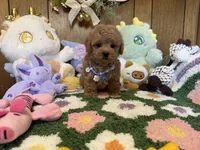 Milo, a male Maltipoo and Poodle - Toy  for sale in Ridgecrest, CA – 3 of 4
