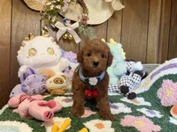 Poodle Boy 2, a male Poodle - Toy  for sale in Ridgecrest, CA – 1 of 4