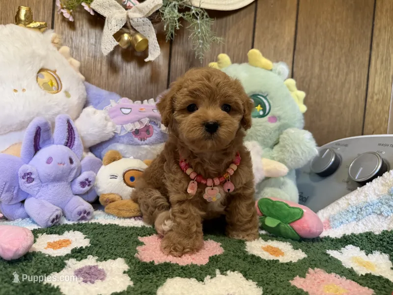 Bella – Maltipoo, Poodle - Toy  puppy for sale in Ridgecrest, CA