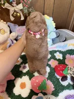 Bella, a female Maltipoo and Poodle - Toy  for sale in Ridgecrest, CA – 4 of 4