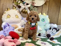 Poodle Girl, a female Poodle - Toy  for sale in Ridgecrest, CA – 2 of 4