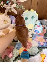 Boy2, a male Poodle - Toy  for sale in Ridgecrest, CA – Photo 3 of 3