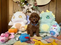 Boy2, a male Poodle - Toy  for sale in Ridgecrest, CA – Photo 2 of 3