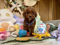 Boy2, a male Poodle - Toy  for sale in Ridgecrest, CA – Photo 1 of 3