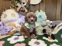 Poodle Boy 1, a male Poodle - Toy  for sale in Ridgecrest, CA – 2 of 4