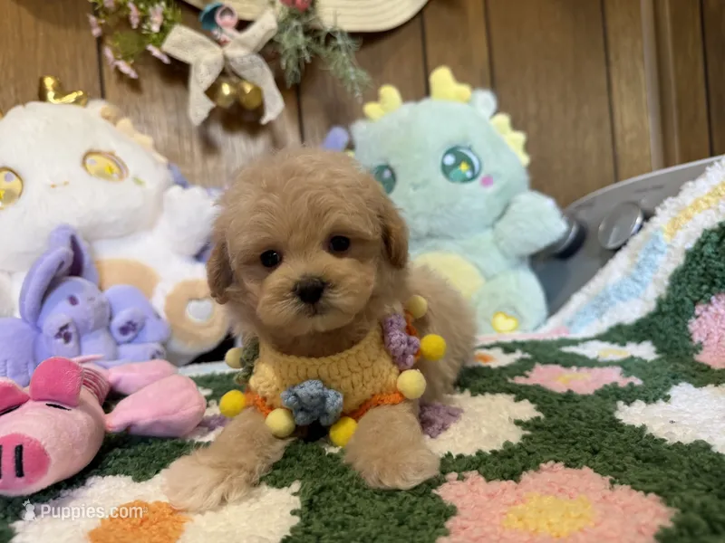Maltipoo Duke – Maltipoo puppy for sale in Ridgecrest, CA
