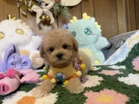 Maltipoo Duke, a male Maltipoo for sale in Ridgecrest, CA – 1 of 4