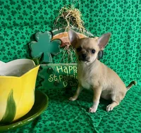 Tootsie, a female Chihuahua for sale in Ozark, MO – Photo 2 of 6