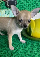 Tootsie, a female Chihuahua for sale in Ozark, MO – Photo 4 of 6