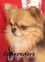 Tootsie, a female Chihuahua for sale in Ozark, MO – Photo 6 of 6