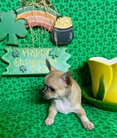 Tootsie, a female Chihuahua for sale in Ozark, MO – Photo 3 of 6