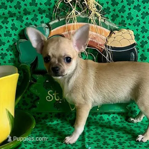 Tootsie, a female Chihuahua for sale in Ozark, MO – Photo 1 of 6