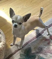 Champ sired Killer, a male Chihuahua for sale in Ozark, MO – 5 of 5